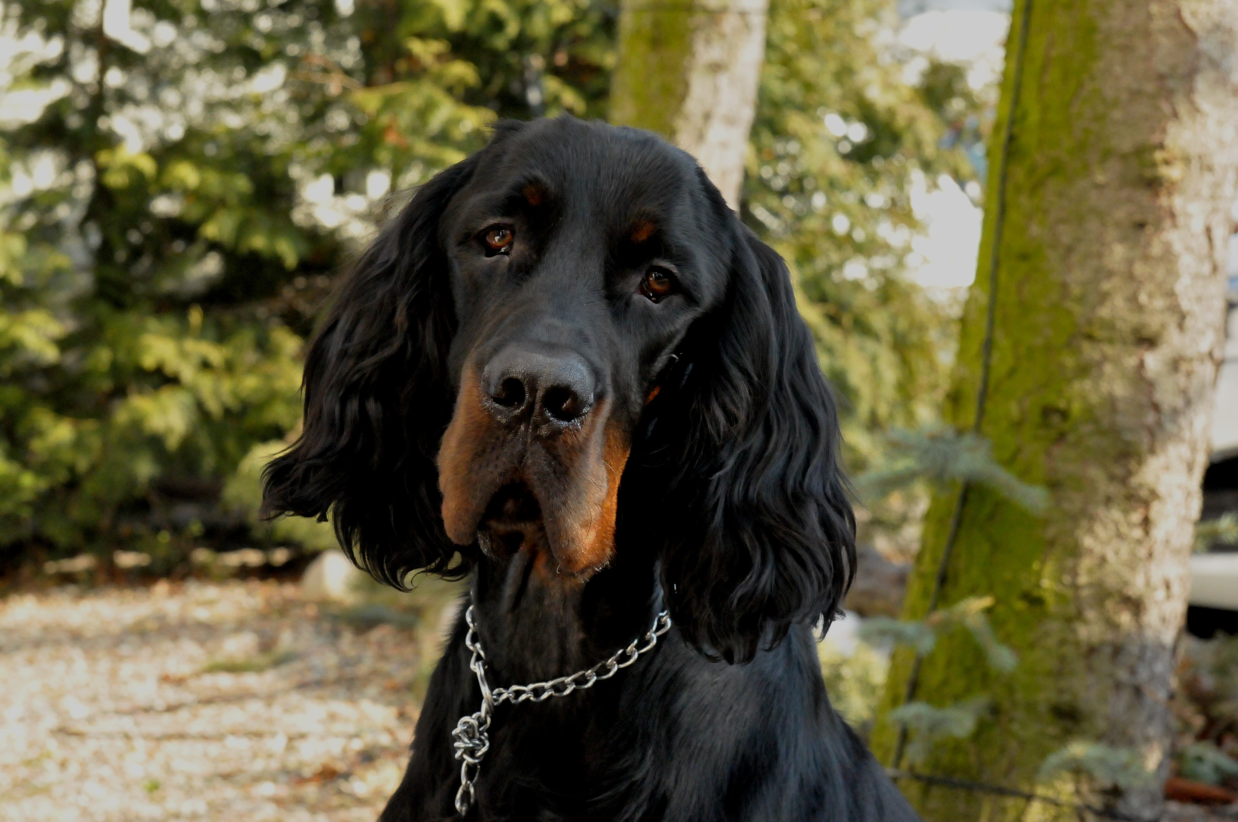 Sherwin´s JASPER