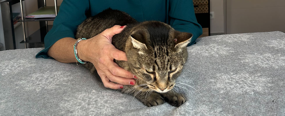 chat tigré calme pendant une séance d'ostéopathie
