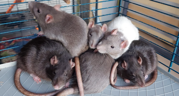 Rats, 1 an, femelle et mâle