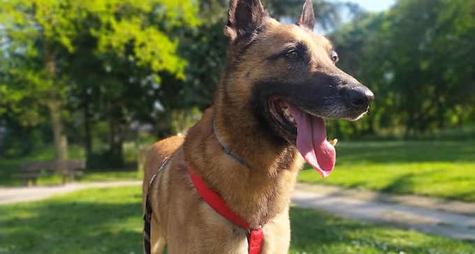 Indigo, 12 ans, mâle