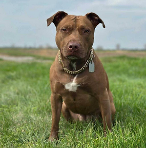 Chien Brooklyn