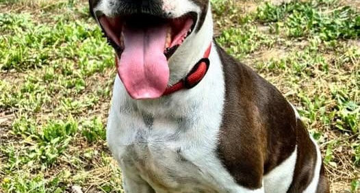 Nala, 7 ans, femelle