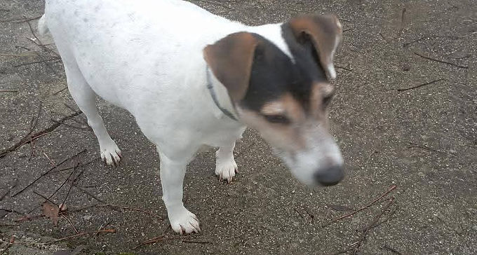 Haribo, 13 ans mâle