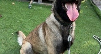 Apache, 11 mois, mâle