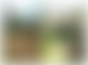 Grave daño ecológico a la zona Realizan lotificación sin autorización