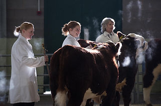Show cattle.jpeg