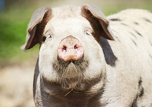 pig.jpg