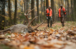 Firearm Buck Season Kills Up 18% in West Virginia