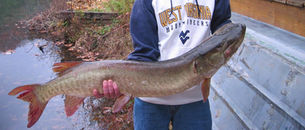 Those Moody Muskie's - Fixing Three of the Top Problems with Catching Muskie