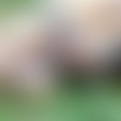 Lewis-Upshur Animal Control is Hosting an Open House Today from 12:00 PM – 2:00 PM