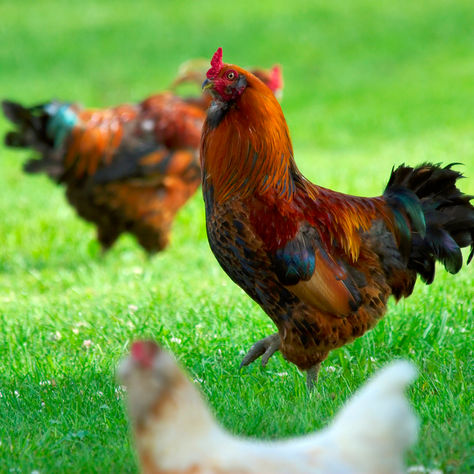 Ten Steps to Creating a City/Suburban Farm