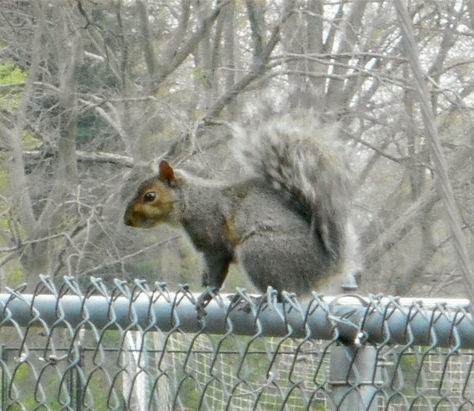 Explore Buckhannon's River Walk Trail