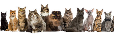 20 Cat Facts for the Kitty-Crazed Mind