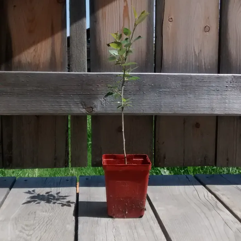 We All Know that Planting Trees Is a Great Thing to Do