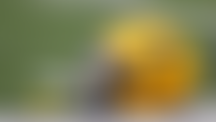 How to Watch the West Virginia Mountaineers vs. the Pitt Panthers in The Backyard Brawl