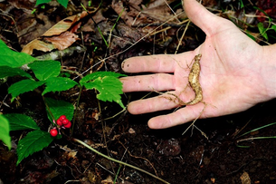 West Virginia Ginseng Harvest Season Now Open through Wednesday, November 30th