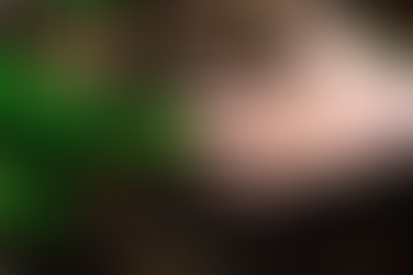 West Virginia Ginseng Harvest Season Now Open through Wednesday, November 30th