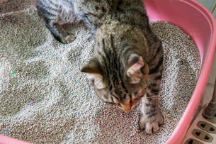 Clorox Opens Cat Litter Plant in West Virginia