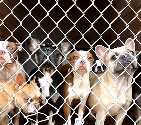 2 Arrested and Charged with Animal Cruelty, Operating an Unregistered Kennel and Conspiracy