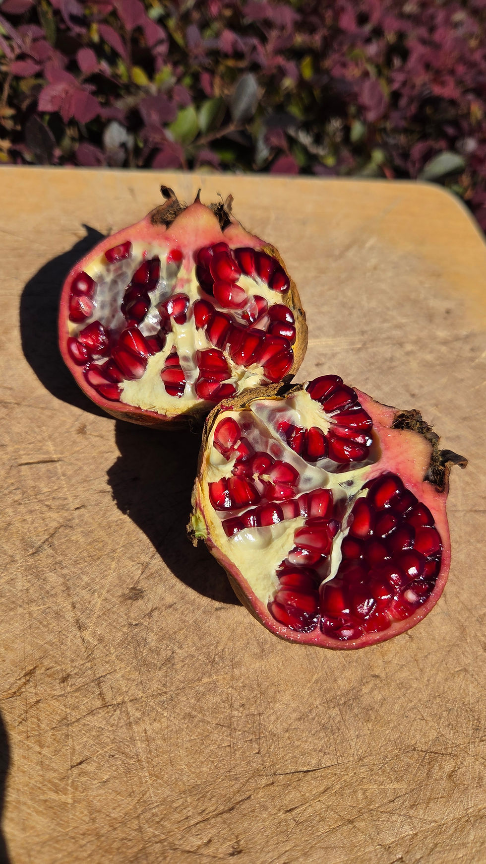 Thumbnail: Parfianka Pomegranate (Punica granatum)