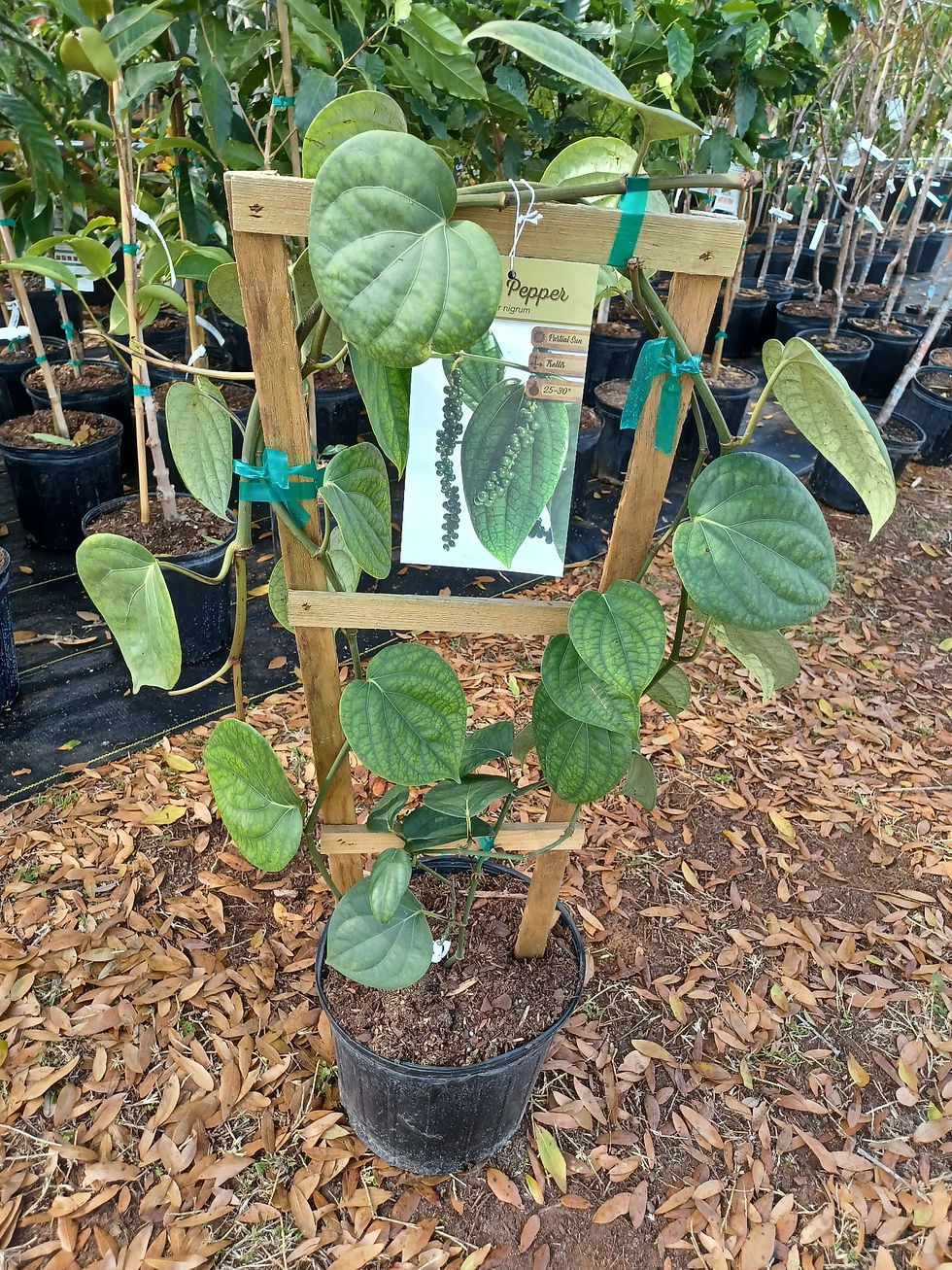 Black Pepper (Piper nigrum)