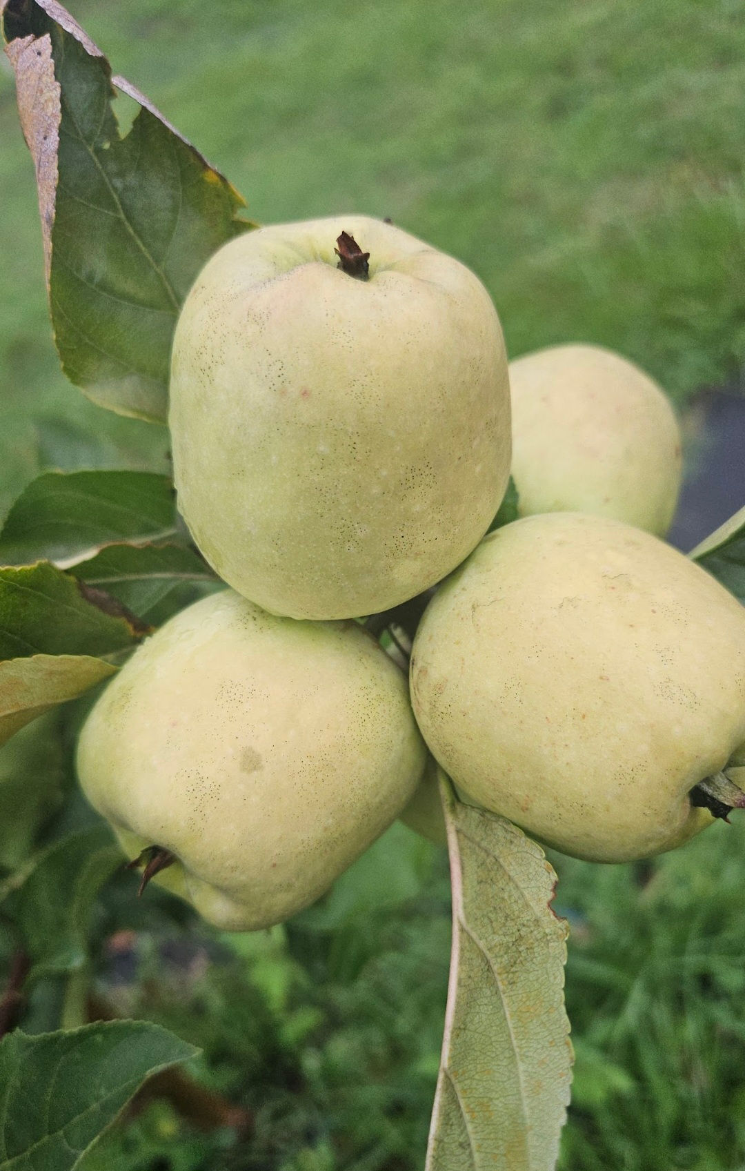 Dorsett Golden Apple