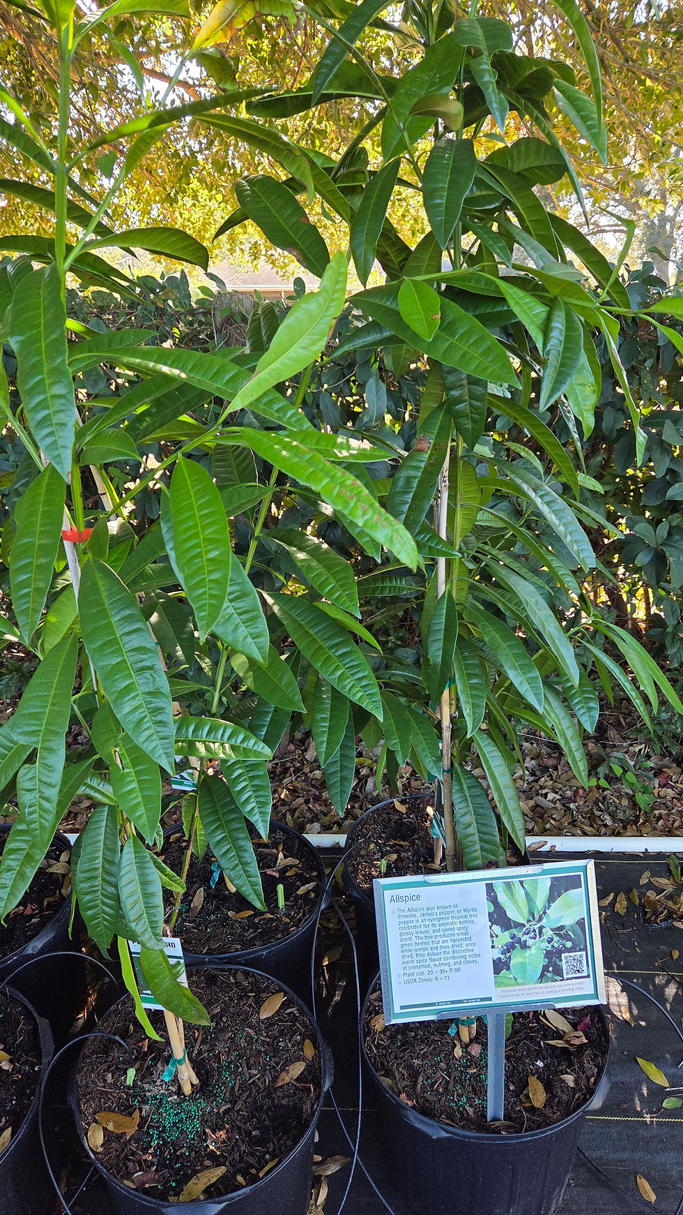Miniatura: Allspice (Pimenta dioica)