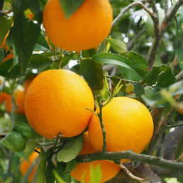 orange trees