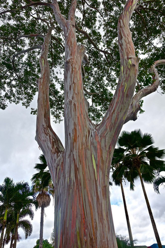 Rainbow Eucalyptus | Happy Groves