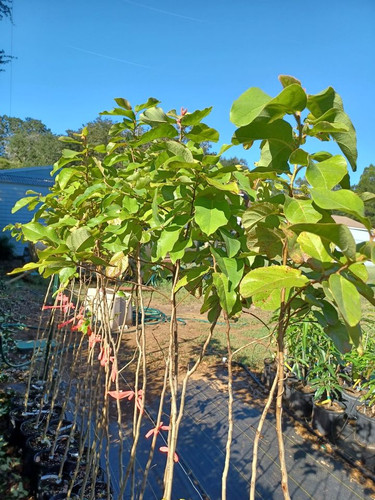 Torelliana Eucalyptus / Cadaghi / Cadaga Tree | Happy Groves
