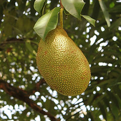 Tropical Plants and Trees 3/10