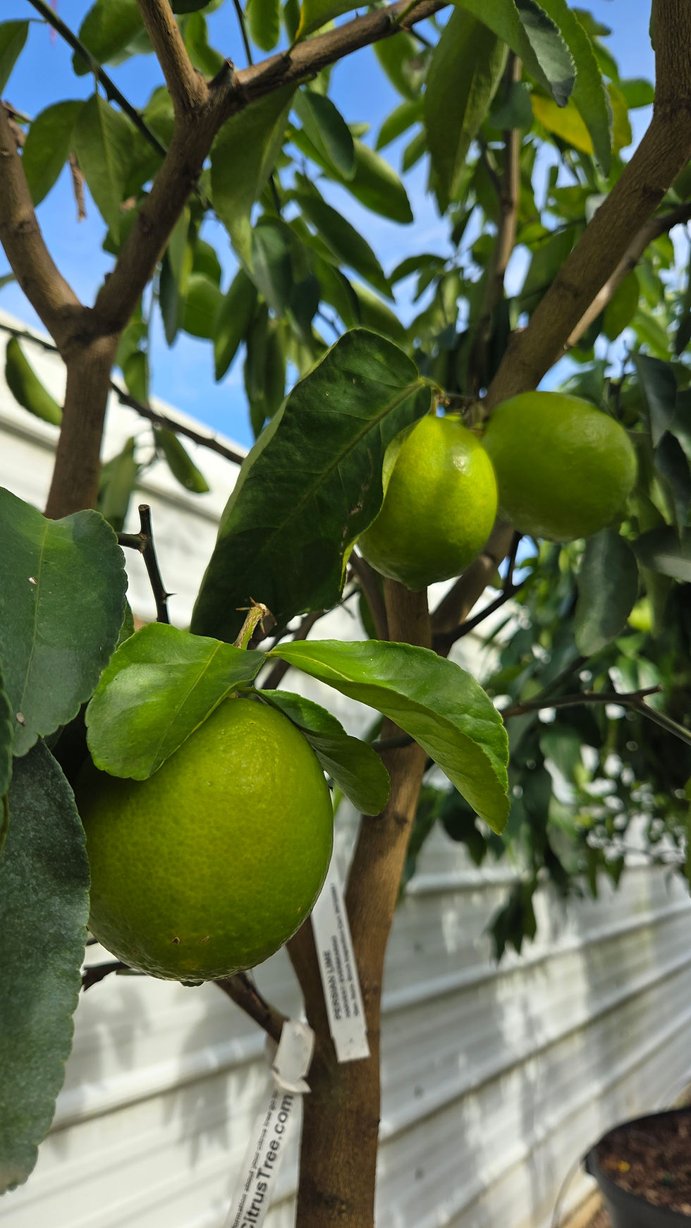 Thumbnail: Persian Lime (Bearss / Tahiti) (Citrus × latifolia)