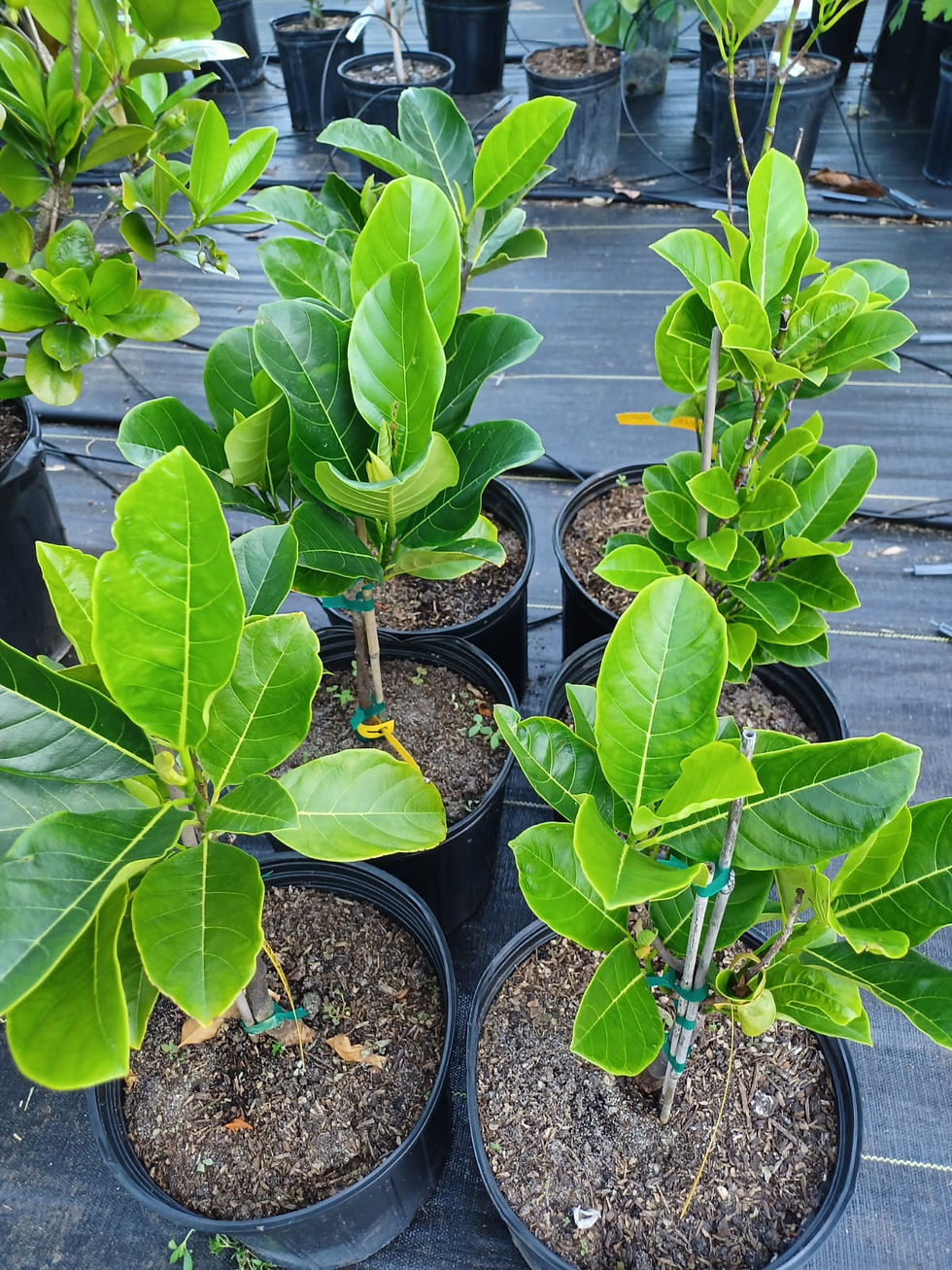 Thumbnail: MAI 1 Jackfruit (Artocarpus heterophyllus)