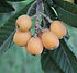 Loquat Trees for Sale