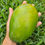 Thumbnail: Keitt Mango