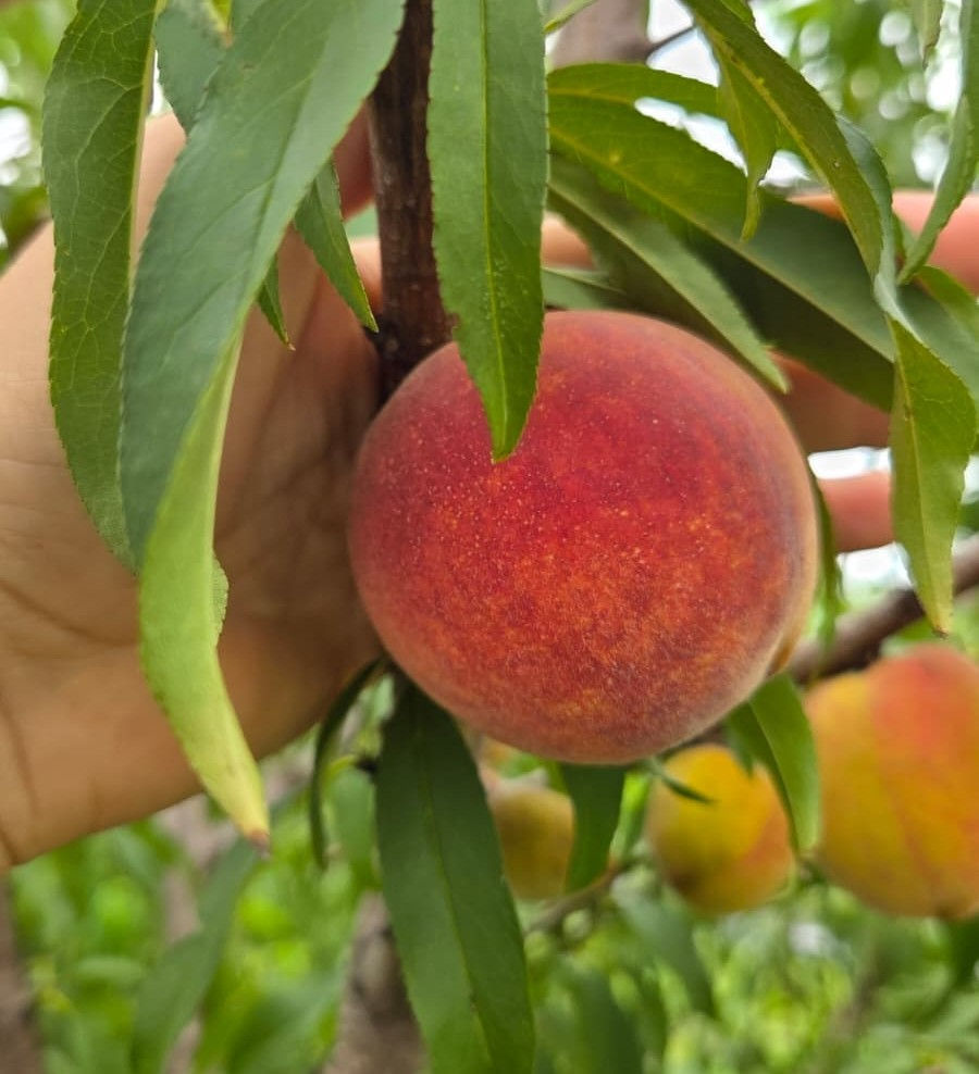Thumbnail: Tropic Sweet Peach