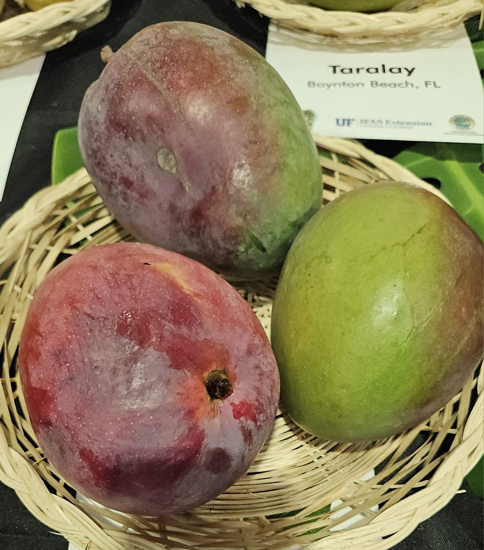 Thumbnail: Tommy Atkins Mango