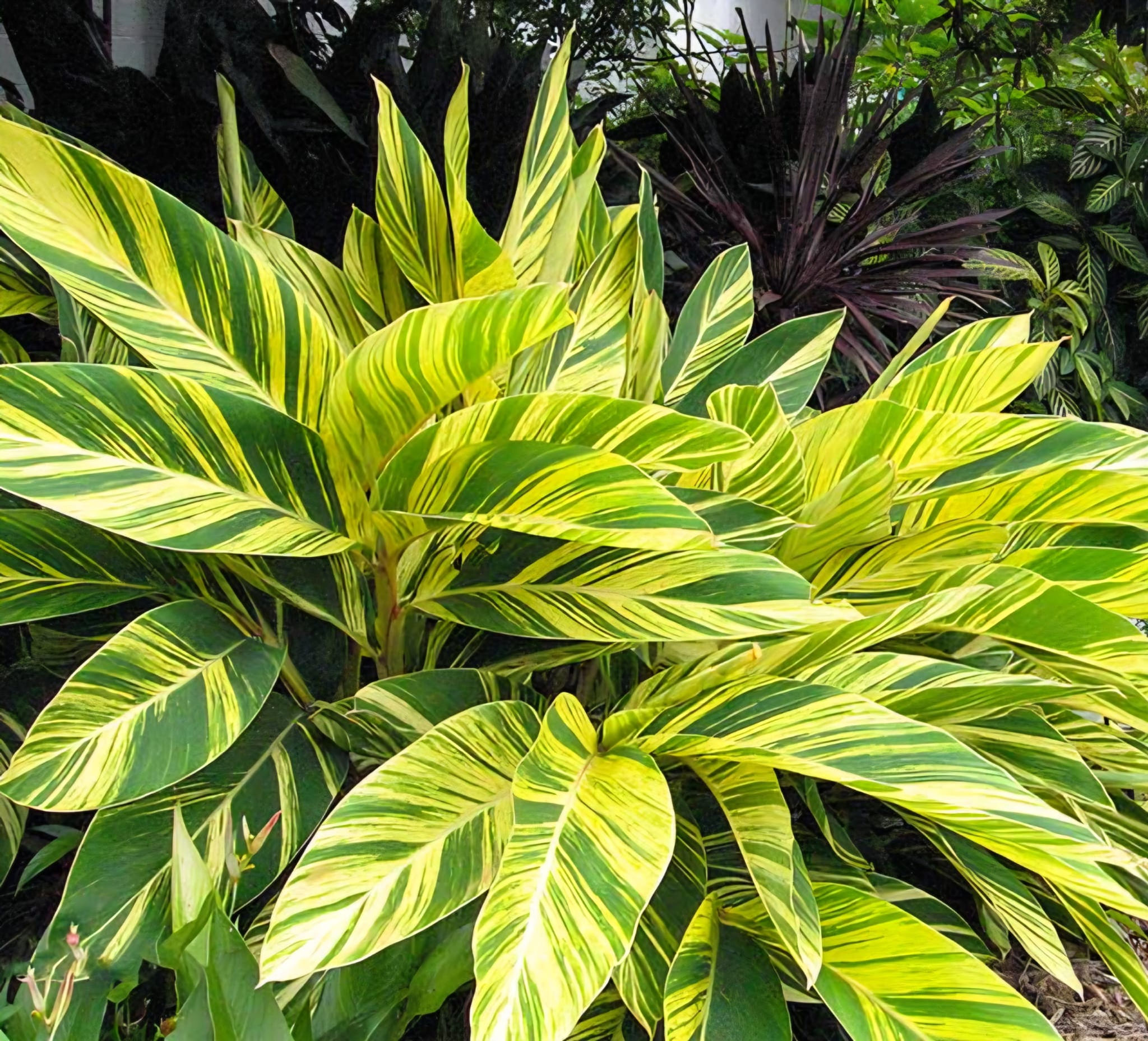 Variegated Shell Ginger (Alpinia zerumbet 'Variegata')