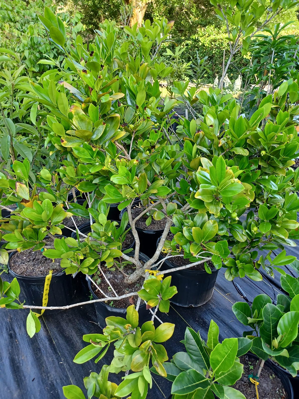 Miniatura: Grumichama / Brazil cherry