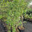 Thumbnail: Everbearing Mulberry