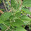 Thumbnail: Everbearing Mulberry
