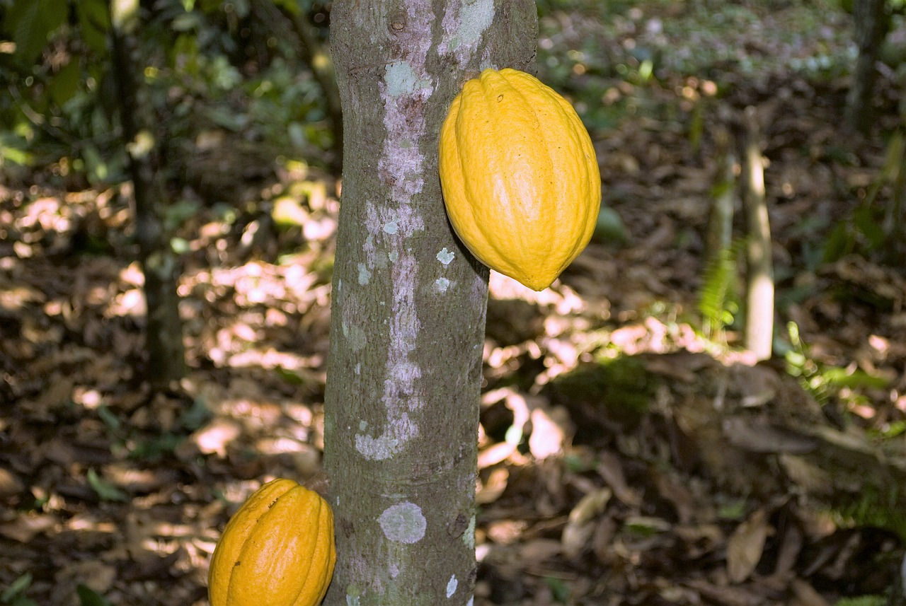 Cacao (Theobroma cacao) - Yellow