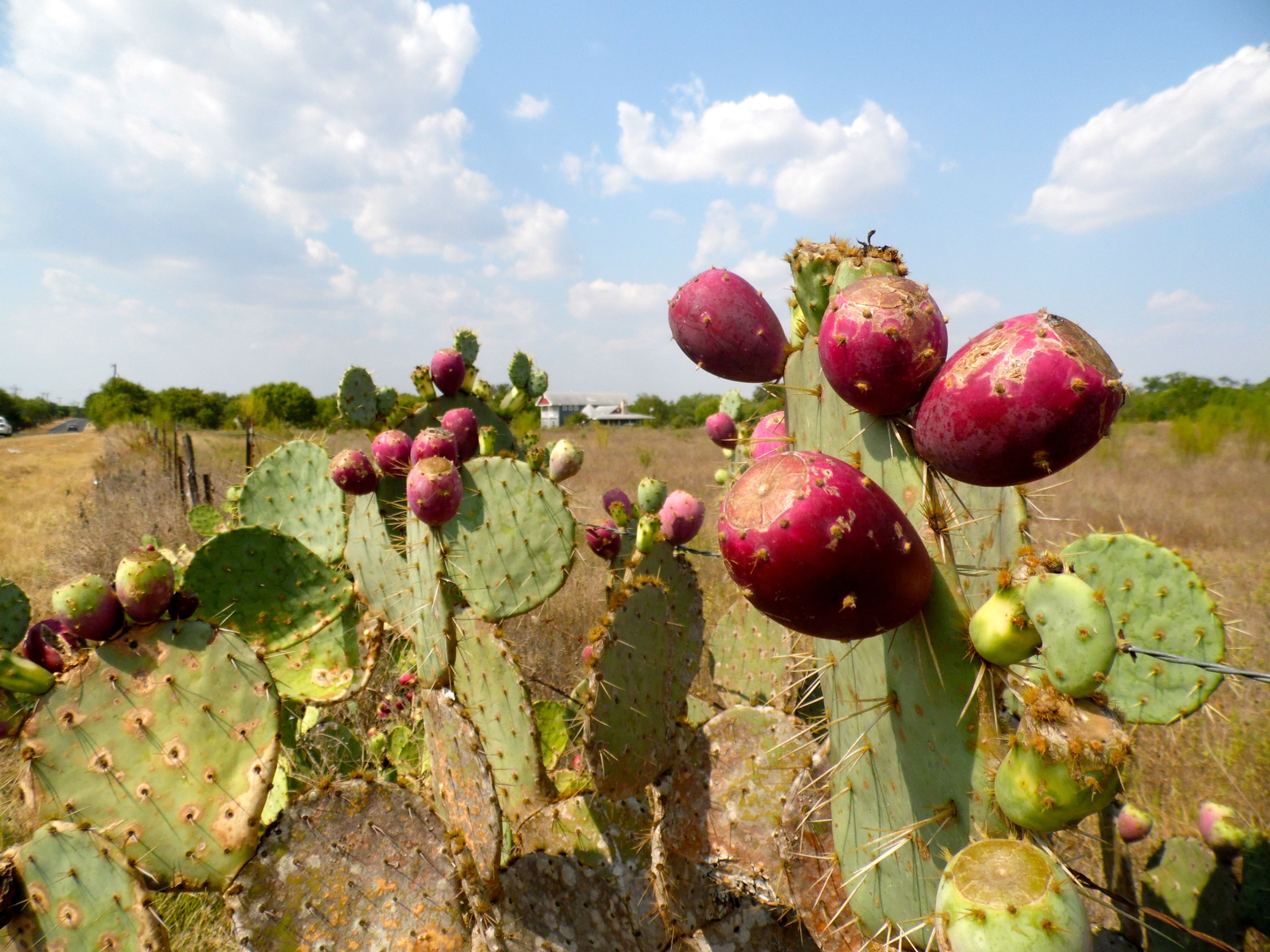 Peruvian Apple Cactus (Cereus repandus)