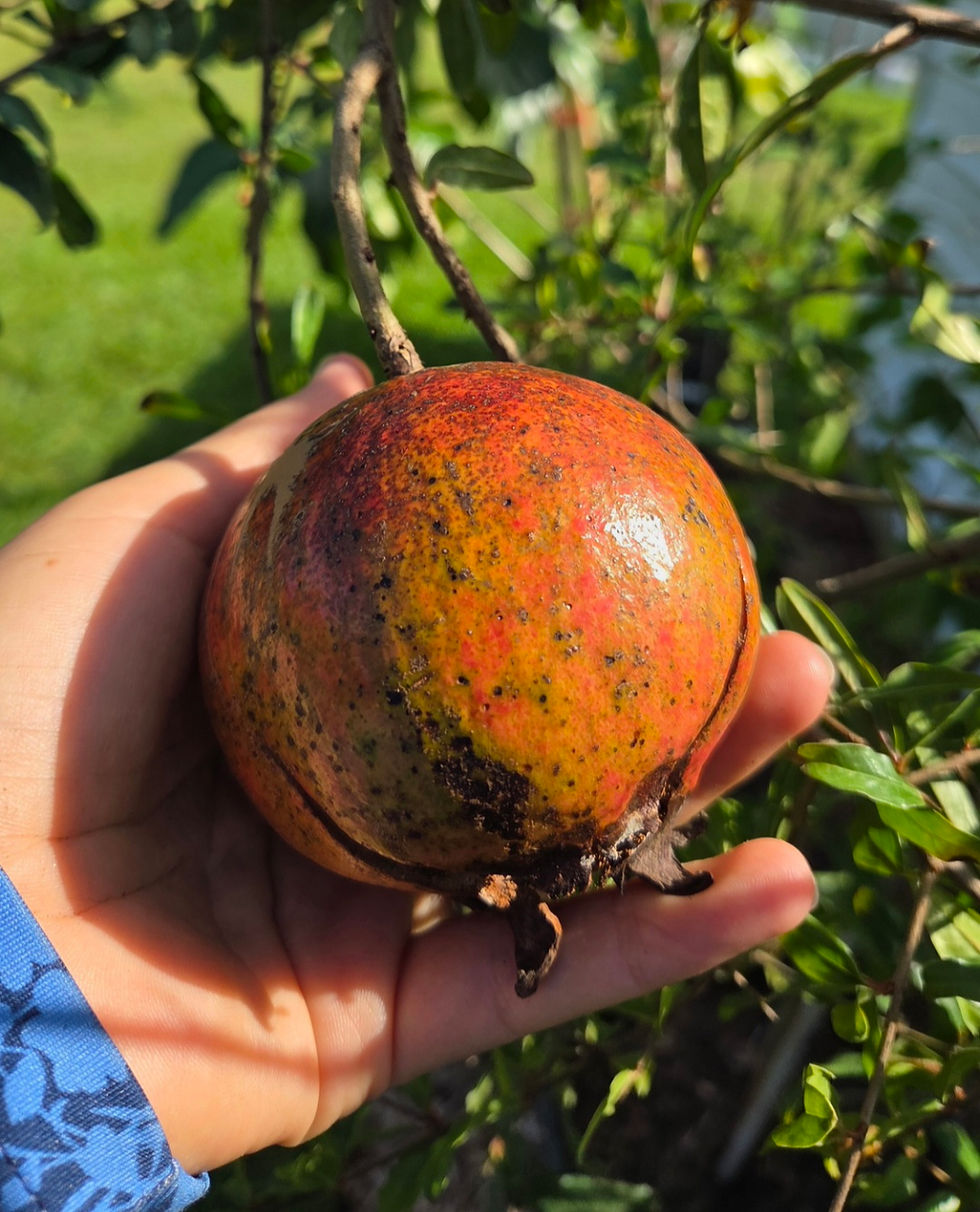 Parfianka Pomegranate