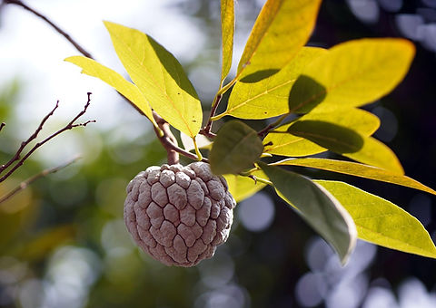 Red Custard Apple (Annona reticulata) | Happy Groves