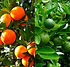 Citrus Cocktail Trees