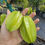 Miniatura: Carambola - Carambola -Fwang Tung