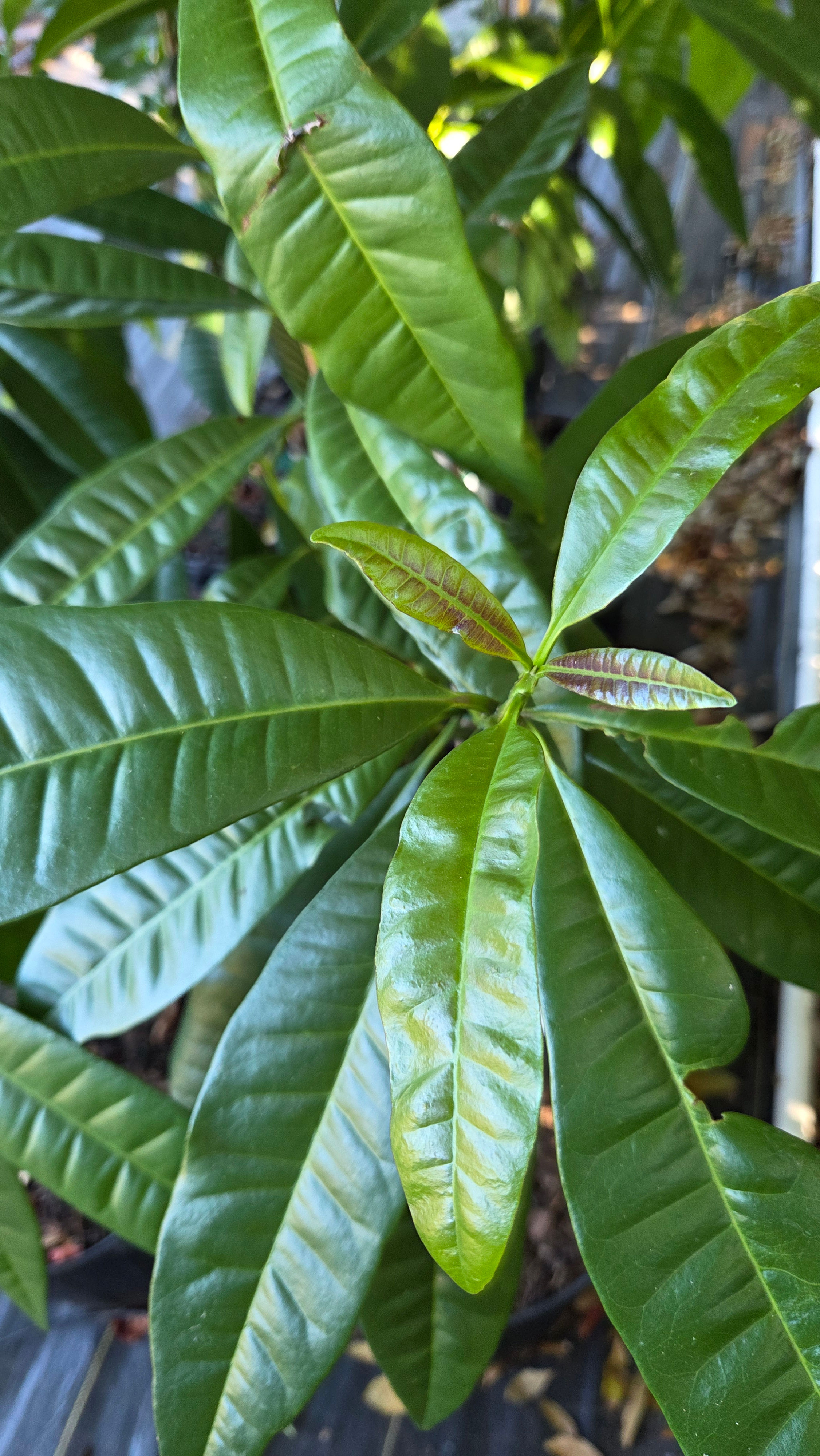 Allspice (Pimenta dioica)