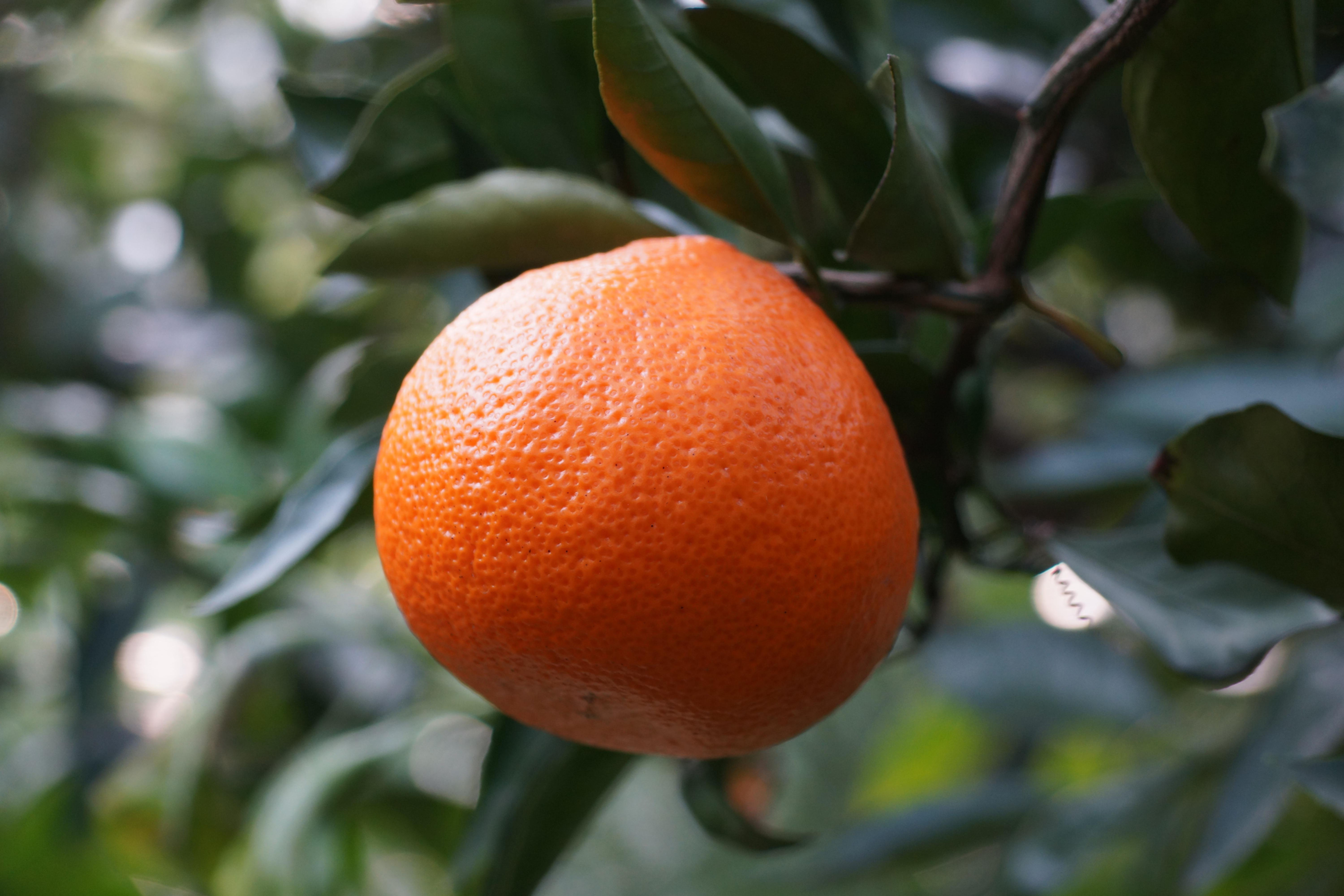 King Mandarin / King Tangor (Citrus nobilis Loureiro)