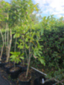 Mountain Soursop (Annona montana)